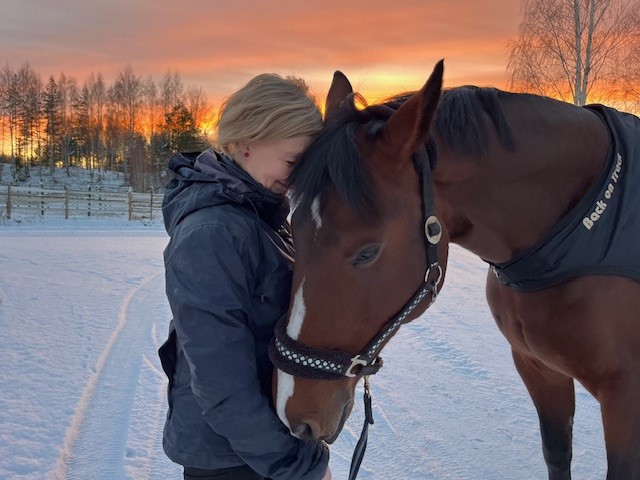 Hevosrakkaus hevonen auringonlasku