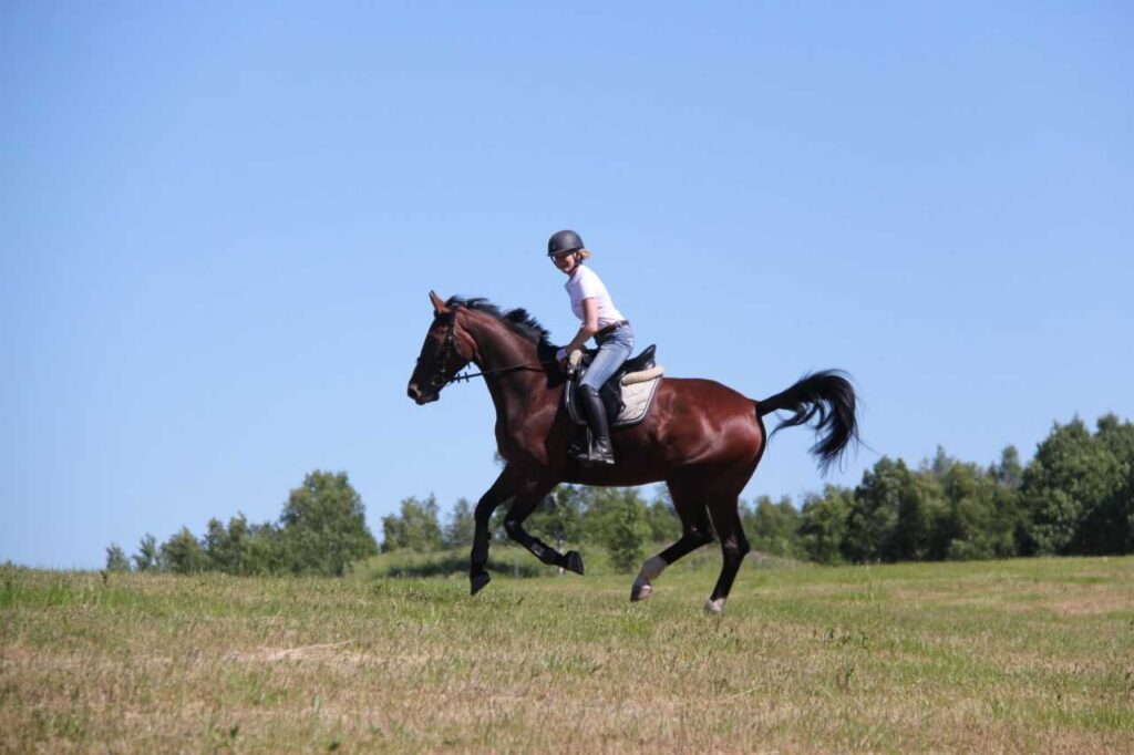 Hevonen ratsastus kesä